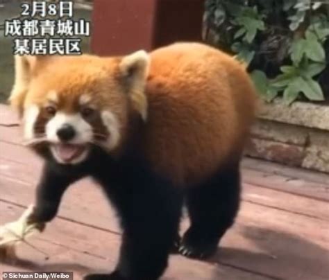 Wild Red Panda Looks For Help After Getting Injured While Fighting