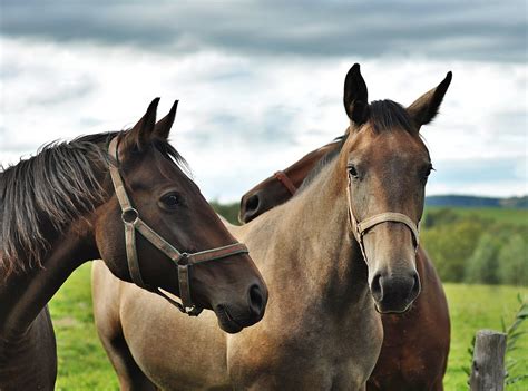 Horses Animals The Horse · Free Photo On Pixabay