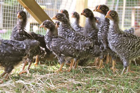 Kornerstone Farms Barred Rock Chickens