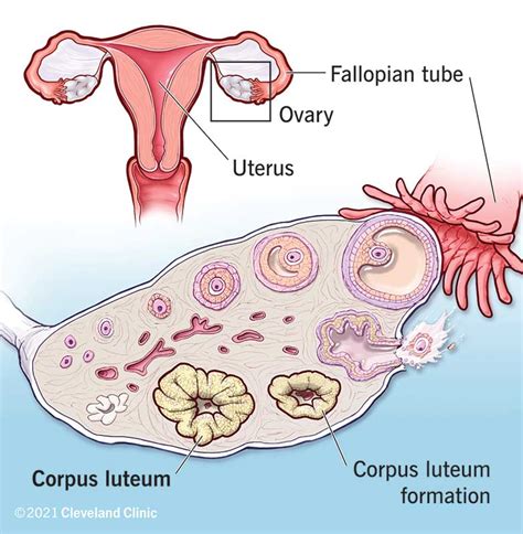 This Is The Structure That Ruptures During Ovulation