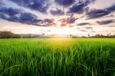 Rice Field Landscape On Sunset Stock Image Image Of Rice Outdoor