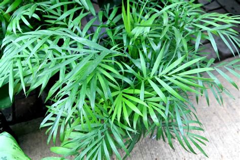 Neanthe Bella Palm Plant Care Guide Plantly