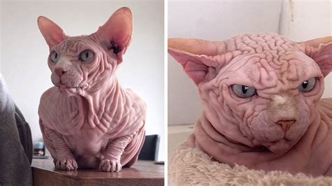 Extremely Wrinkly Sphynx Cat Youtube