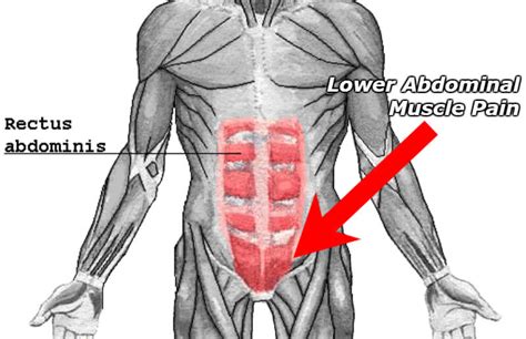 Abdominal Muscle Anatomy Male Lower Abdominal Muscles Diagram