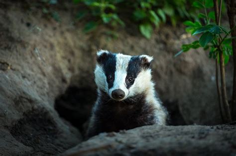 How To Deter Badgers From Your Property Nite Guard