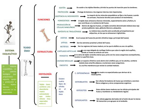 Diagrama De Un Cuadro Sinoptico Sexiz Pix