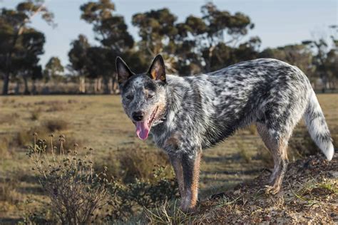 The Blue Heeler Border Collie Mix Everything You Need To Know K9 Web