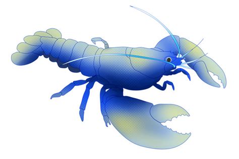 Blue Lobster Cartoon Illustration Png Images Psd Free Download Pikbest