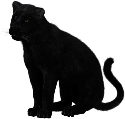 Cartoon Black Panther Cat Black Panther Crouching Circle Cartoon Entrevistamosa