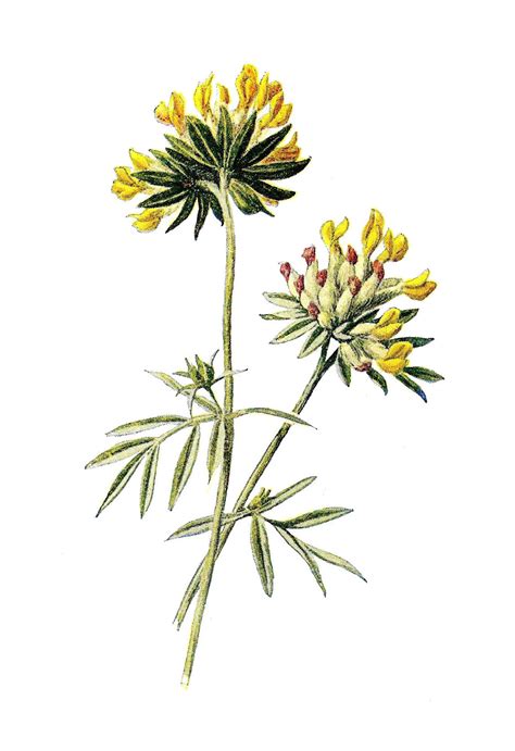Antique Images Stock Flower Image Wildflower Illustration Kidney Vetch
