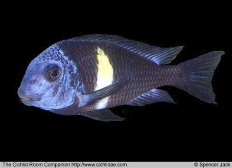 Tropheus Duboisi Marlier 1959 Cichlids Cichlid Aquarium Cichlid Fish