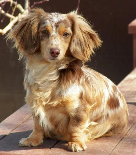 53 Long Haired Piebald Dachshund Puppies Image Bleumoonproductions