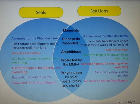 Seals and sea lions are both mammals. What's the Difference Between Seals and Sea Lions ...