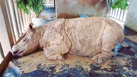 Recently, tourism and culture minister datuk seri mohamed nazri abdul aziz has (again) taken news headlines by storm when he insulted malaysia's richest tycoon: 'Iman', Badak Sumbu Sumatera Betina Terakhir Semakin Tenat ...