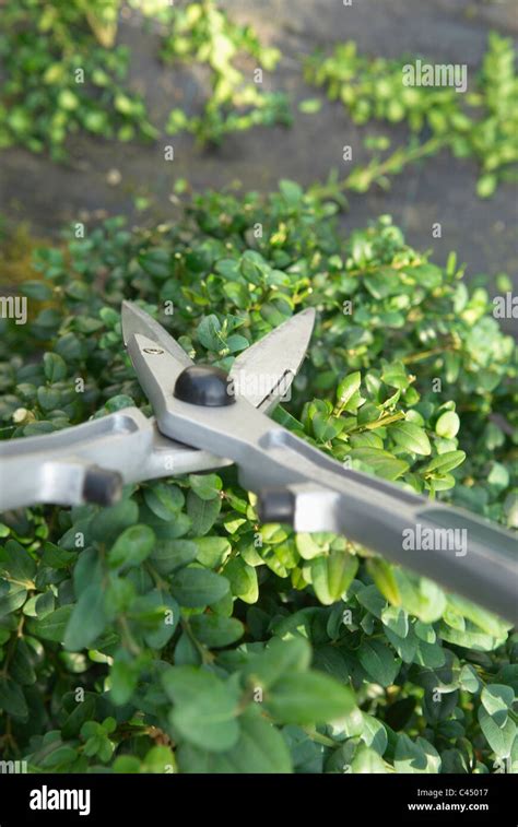 Pruning Box Hedge With Shears Close Up Stock Photo Alamy