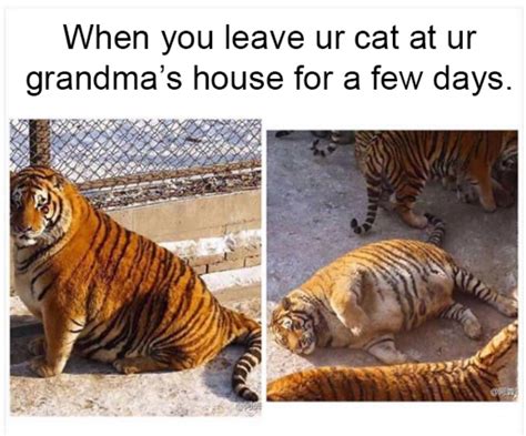 19 very funny cat memes clean images and pictures | memesboy. 100 Funniest Cat Memes Ever