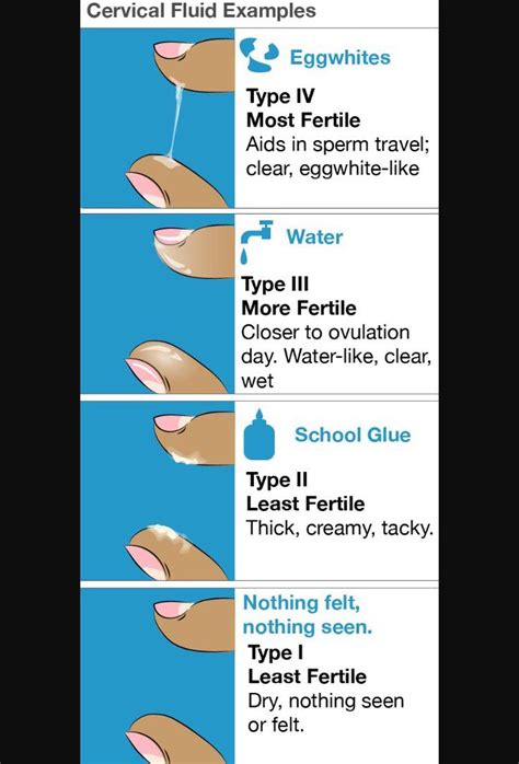 When a woman ovulates if your menstrual cycle is regular, then you may be able to predict when you ovulate by counting this is why the other physical signs are usually more helpful for predicting ovulation, because you are more likely to become pregnant by. Pin on Household Spells & Charms