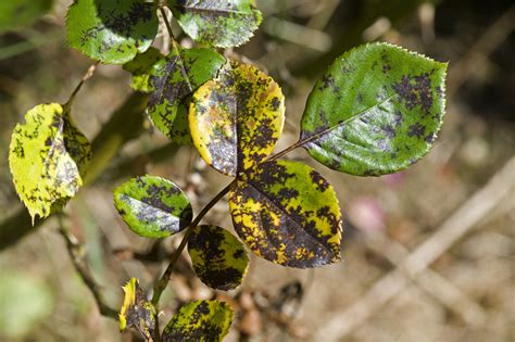 How To Treat And Prevent Black Spots On Roses Black Spot On Roses