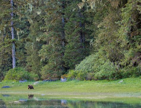 Tongass National Forest Photos By Ron Niebrugge