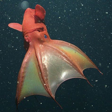 Vampire Squid Facts Ancestors Of The Jurassic Seas Octonation The