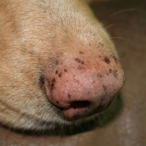 Important Facts About The White Spot On Dogs Nose You Should Know