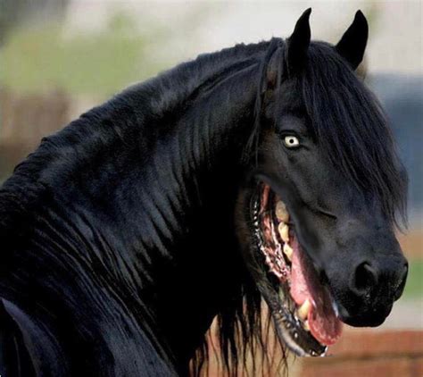 Horse With Dog Mouth Rthanksihateit