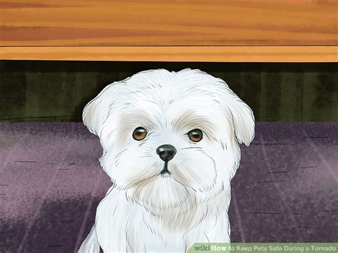3 Ways To Keep Pets Safe During A Tornado Wikihow