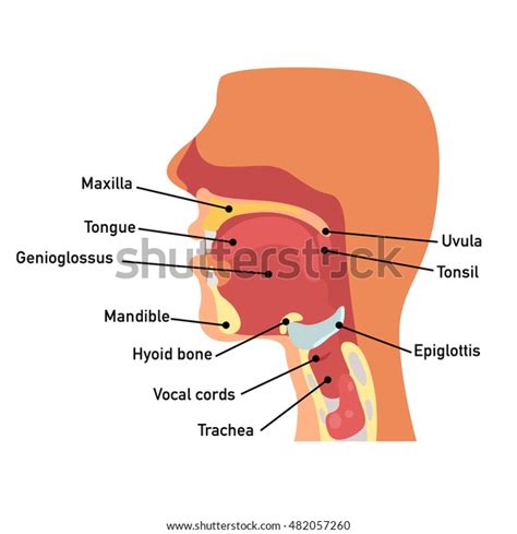 Mouth Structure Pharynx Anatomy And Medical Illustration