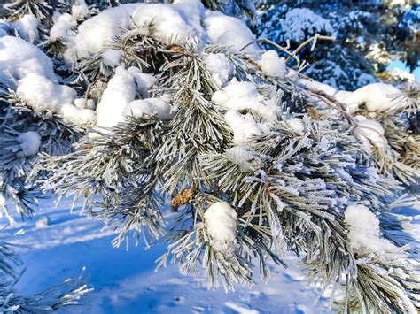 Snow Covered Pine Trees Branches Covered With Snow Frost Stock Image