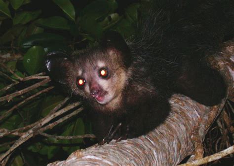 Scientists Are On A Near Impossible Quest To Find A Marsupial Predator