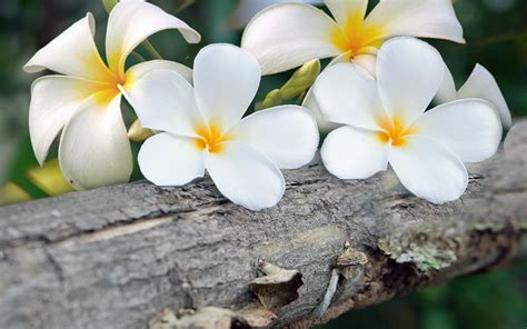 Plumeria Yellow White Flowers Withered Tree Hd Wallpaper