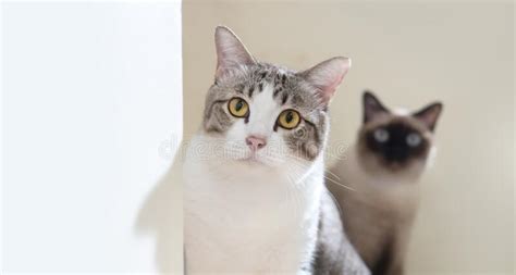 Two Cats Looking At The Camera With Curiosity Stock Image Image Of