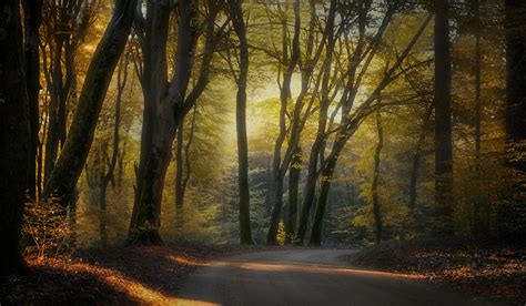 Picture Netherlands Autumn Nature Roads Forest Trees