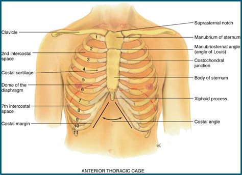 We hope you will use this picture in the study and. Respiratory (Thorax and Lungs) - StudyBlue