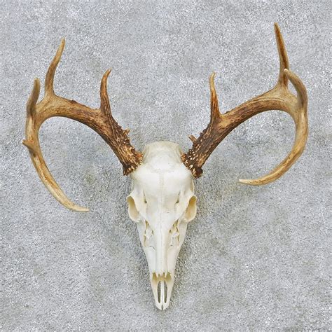 Whitetail Deer European Antlers For Sale 12626 The Taxidermy Store