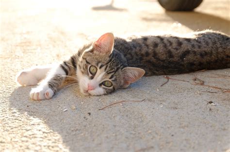 Cat Kitten Malai Portrait Of Free Photo On Pixabay Pixabay