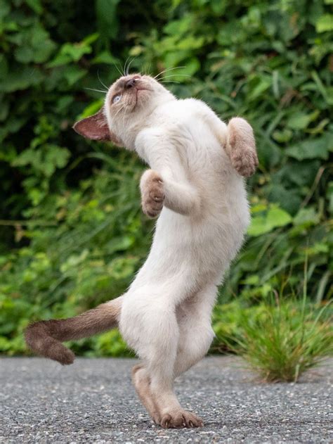 久方 広之 のら猫拳 さん Sakata77 Twitter Dancing Animals Domestic Cat