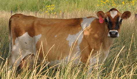 Breed Profile The Jersey Stands Out Among Dairy Cows Hobby Farms