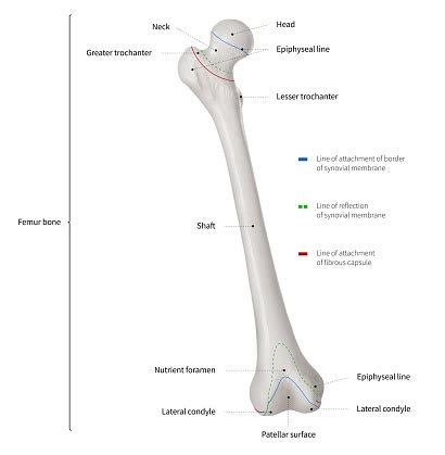 These bones are arranged into two major divisions: Infographic Diagram Of Human Femur Bone Or Leg Bone ...