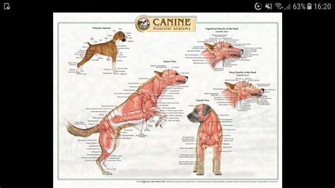 Canine Anatomy Dogs Pet Dogs Doggies Artistic Anatomy
