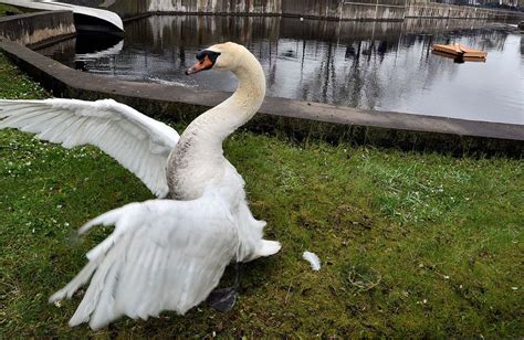 Photos Of The Day Swan Pond Reward Doubled