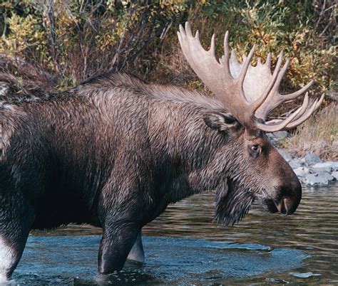Moose Population Boom Linked To Climate Change Inspires Some Hunting