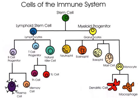Cells Of The Immune System Medical Laboratory Science Biomedical