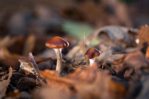 Psilocybe Cyanescens Mushrooms Image Eurekalert Science News Releases