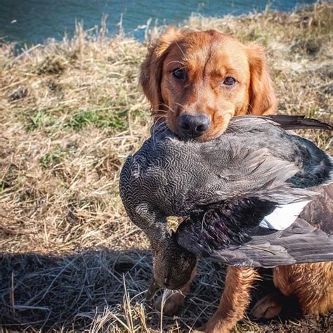 These golden retriever puppies located in nebraska come from different cities, including, south sioux city, elgin. Platte River Retrievers | Omaha, Nebraska Field Golden ...