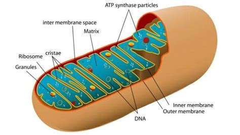 Maybe you would like to learn more about one of these? Respirasi Aerob: Kenali Pengertian Serta Tahapannya ...