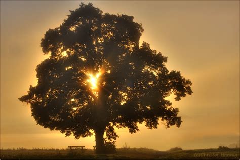einzig und allein Foto & Bild | bäume, sonnenaufgang ...
