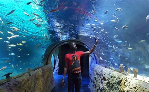 Sea Life Orlando Aquarium Орландо лучшие советы перед посещением
