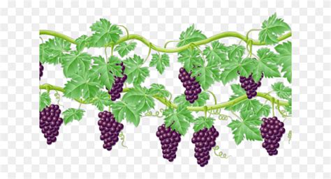 Vine Clipart Raspberry Grape Vines Clip Art Plant Grapes Fruit Hd