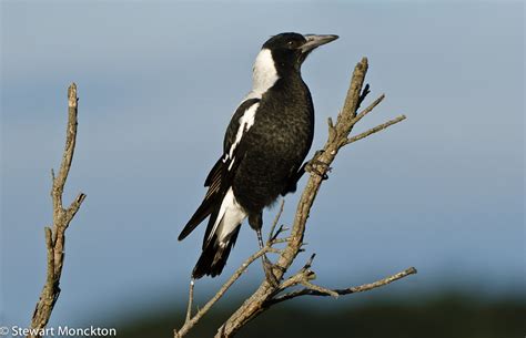 Explore corvidaceous' photos on flickr. Paying Ready Attention - Photo Gallery: Wild Bird ...